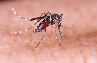 Quatro estados decretam situação de emergência após explosão de casos de dengue